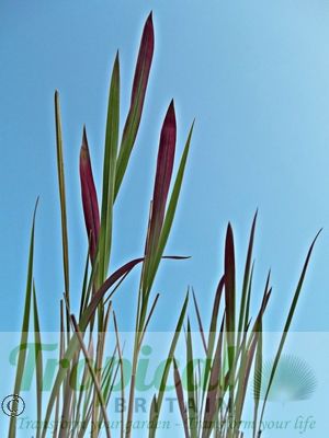 Imperata cylindrica 'Rubra'