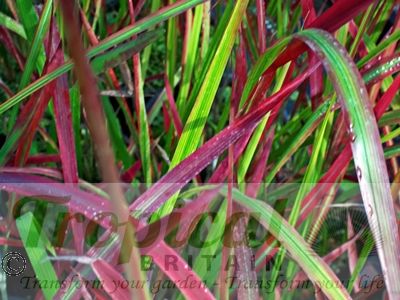 Imperata cylindrica 'Rubra'