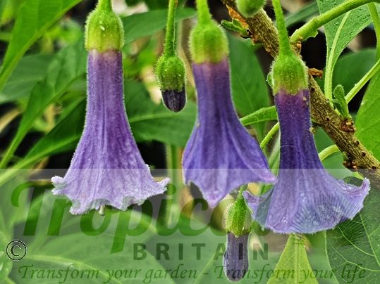 Iochroma australe