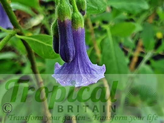 Iochroma australe