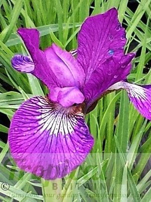 Iris chrysographes 'Ultraviolet' 