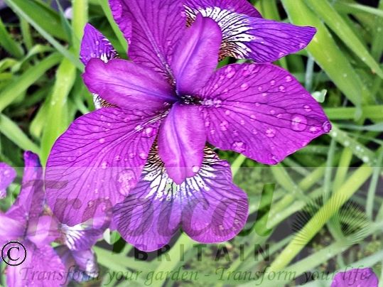 Iris chrysographes 'Ultraviolet' 