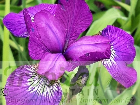 Iris chrysographes 'Ultraviolet' 