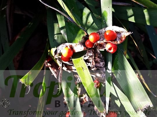 Iris foetidissima