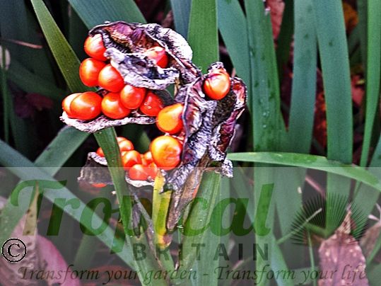 Iris foetidissima
