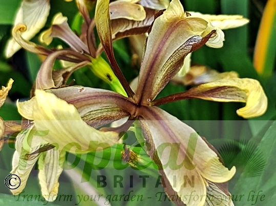 Iris foetidissima 'Variegata'