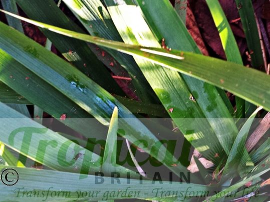 Iris foetidissima