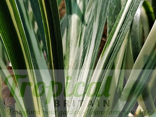 Iris foetidissima 'Variegata'