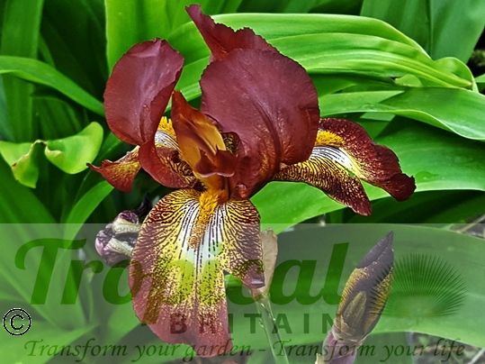 Iris x germanica 'Kent Pride'