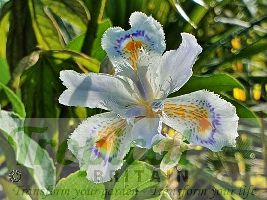 Iris japonica