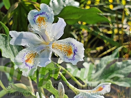 Iris japonica