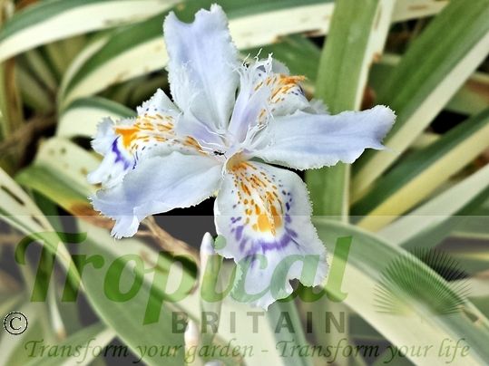 Iris japonica 'Variegata'