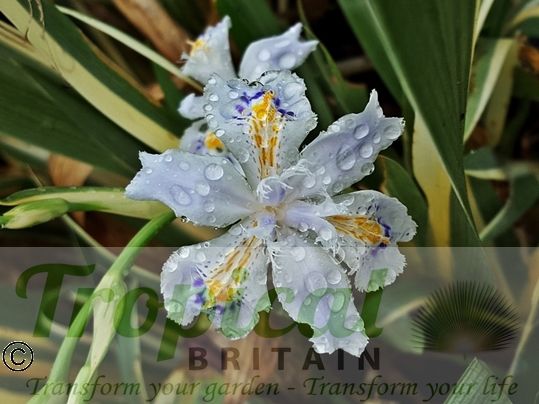 Iris japonica 'Variegata' 