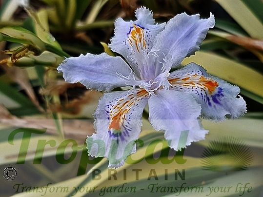 Iris japonica 'Variegata'