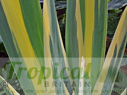 Iris pallida 'Aureo-Variegata