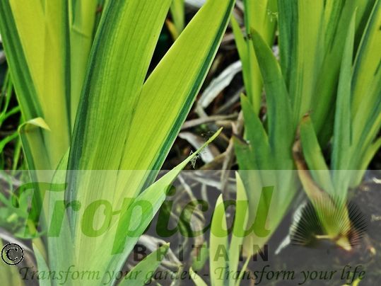 Iris pseudacorus 'Variegata'
