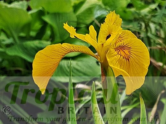 Iris pseudacorus 'Variegata'