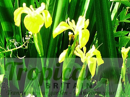 Iris pseudacorus