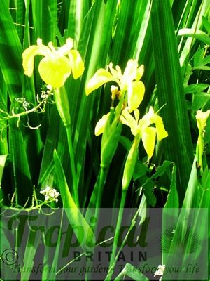 Iris pseudacorus