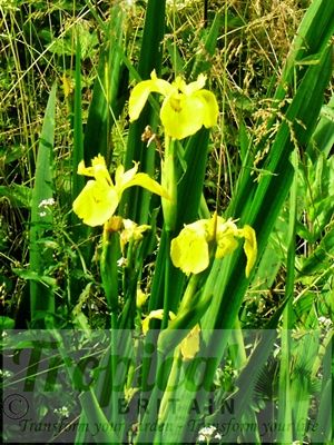 Iris pseudacorus