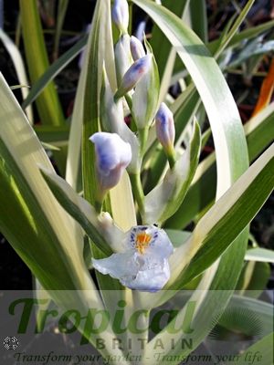 Iris japonica 'Variegata' - flower stem