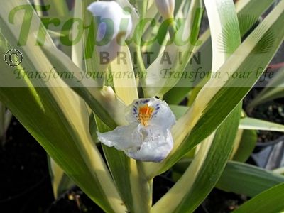 Iris japonica 'Variegata' - Orchid-like flowers