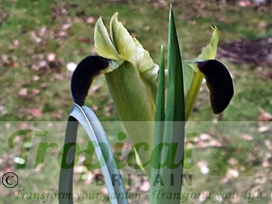 Iris tuberosa