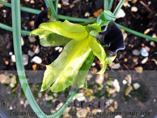 Iris tuberosa