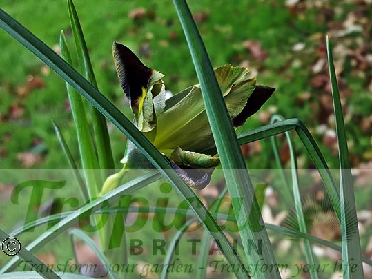 Iris tuberosa