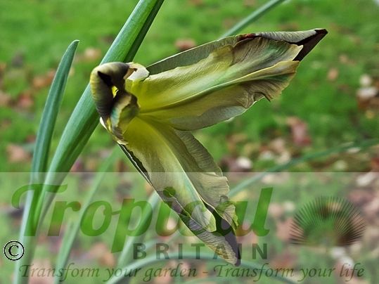 Iris tuberosa