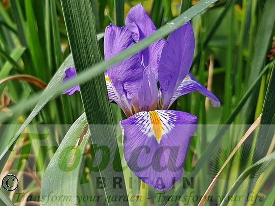 Iris unguicularis