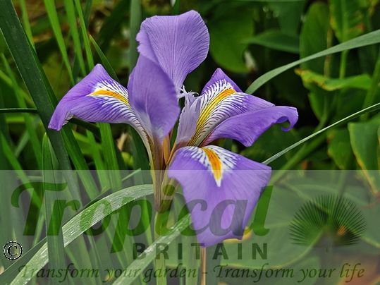 Iris unguicularis