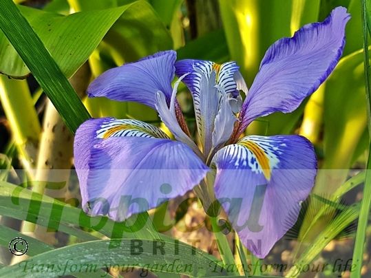 Iris unguicularis