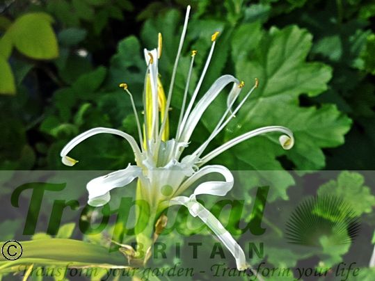 Ismene longipetala