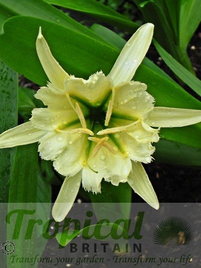 Ismene 'Sulphur Queen'