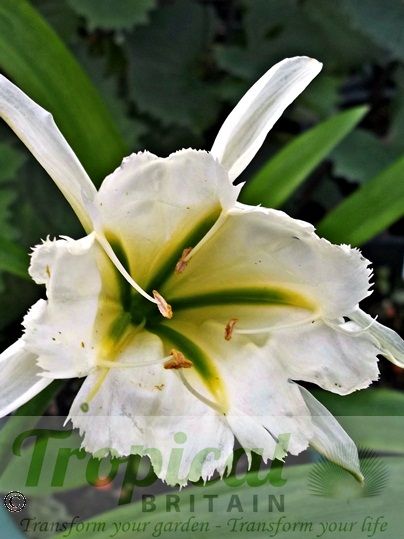 Ismene 'Sulphur Queen' - colour fading by noon