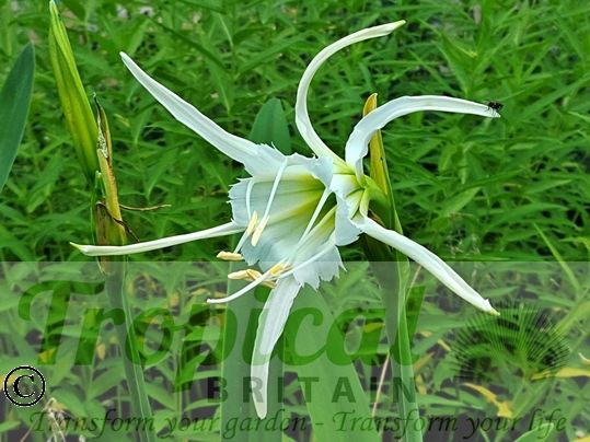 Ismene x festalis