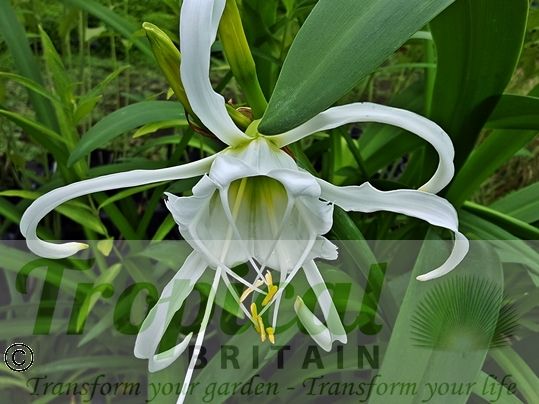 Ismene x festalis