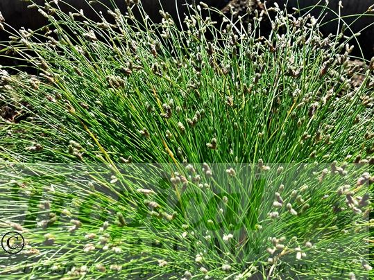 Isolepis cernua