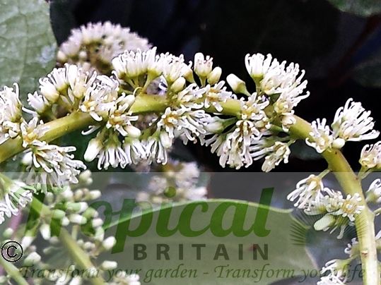 Itea ilicifolia