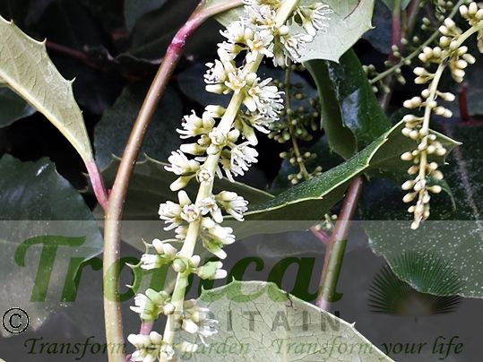 Itea ilicifolia