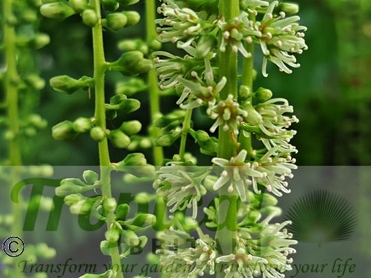 Itea ilicifolia