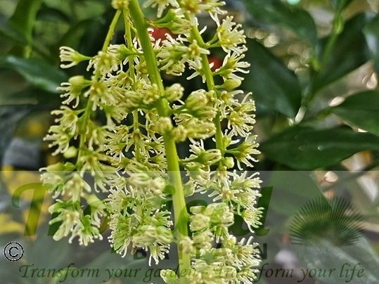Itea ilicifolia