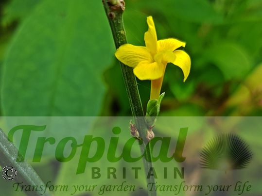 Jasminum nudiflorum
