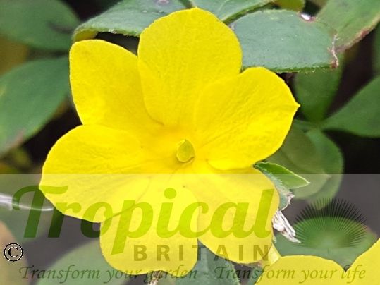 Jasminum nudiflorum