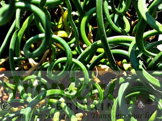 Juncus effusus 'Spiralis'