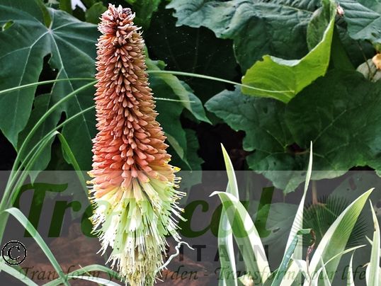 Kniphofia caulescens