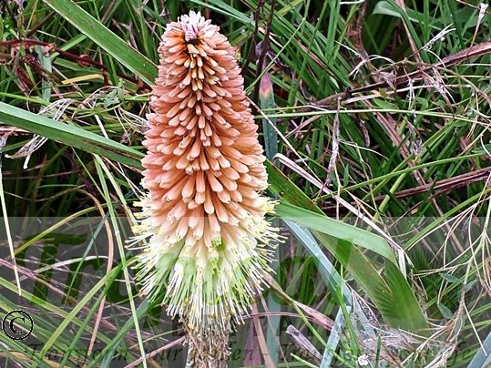 Kniphofia caulescens