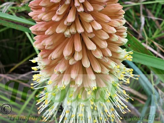 Kniphofia caulescens