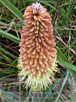 Kniphofia caulescens